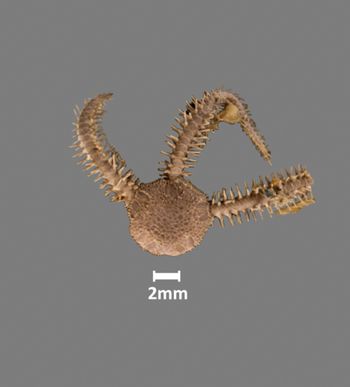 Media type: image;   Invertebrate Zoology OPH-2264 Aspect: dorsal